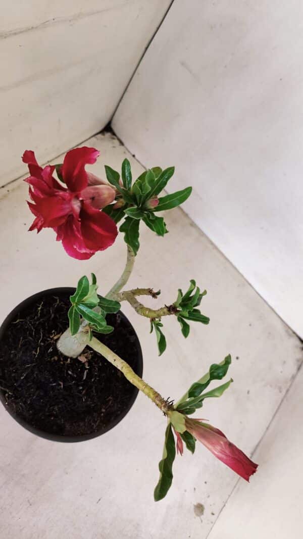 Planta Dobrada 3372 – 25cm – 02 anos - Imagem 5