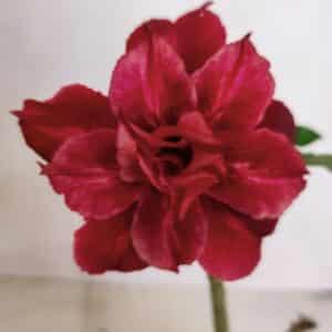 Planta Dobrada 3372 – 25cm – 02 anos