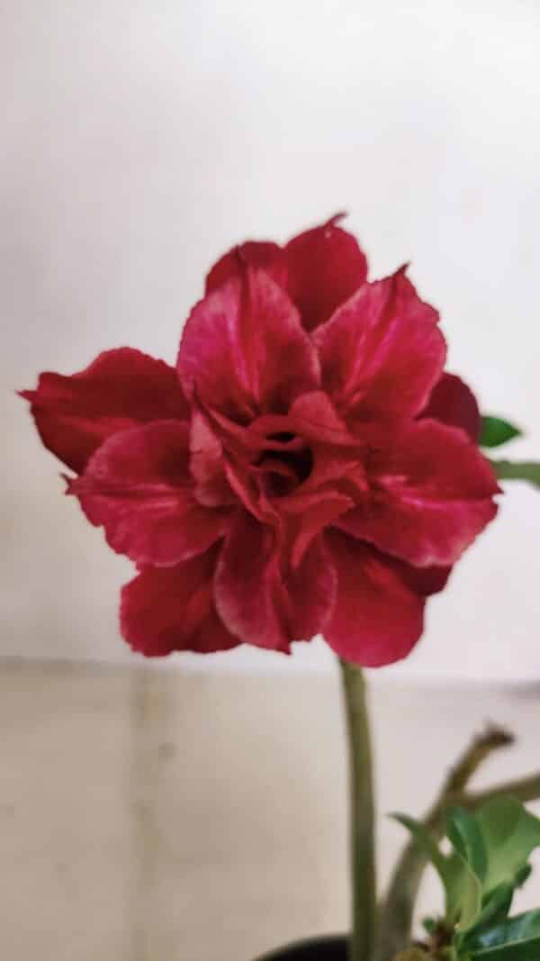 Planta Dobrada 3372 – 25cm – 02 anos - Imagem 1