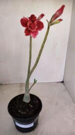Planta Dobrada 3373 – 35cm – 03 anos - Imagem 2