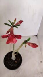 Planta Dobrada 3373 – 35cm – 03 anos - Imagem 4