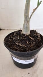 Planta Dobrada 3373 – 35cm – 03 anos - Imagem 7