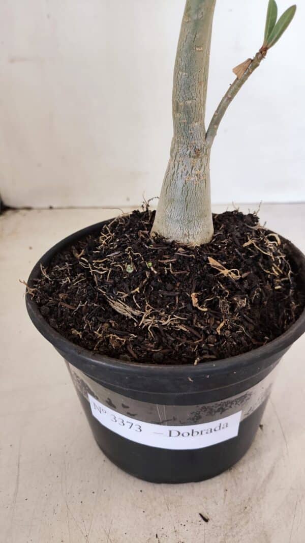 Planta Dobrada 3373 – 35cm – 03 anos - Imagem 7