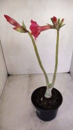 Planta Dobrada 3373 – 35cm – 03 anos - Imagem 6