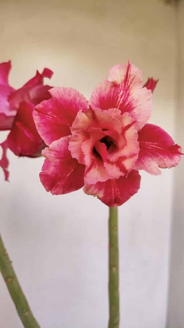 Planta Dobrada 3373 – 35cm – 03 anos - Imagem 1