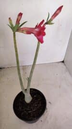 Planta Dobrada 3373 – 35cm – 03 anos - Imagem 5