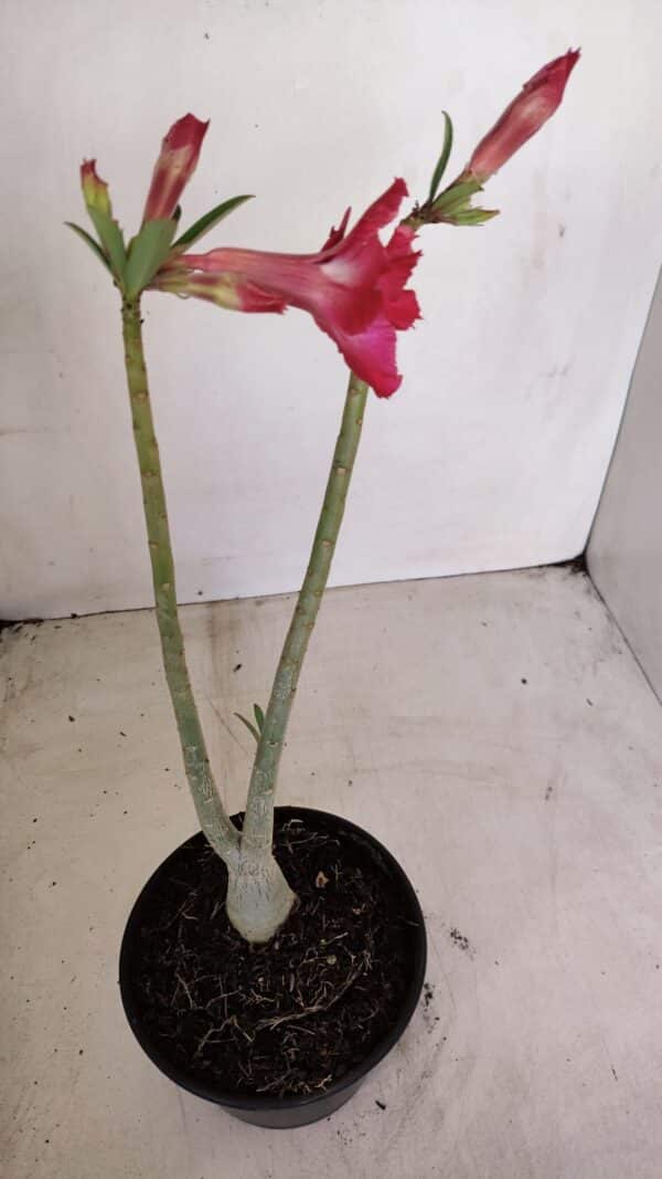 Planta Dobrada 3373 – 35cm – 03 anos - Imagem 5