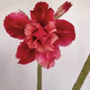 Planta Dobrada 3373 – 35cm – 03 anos