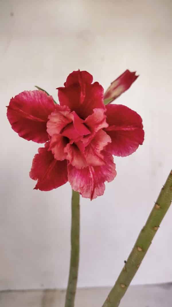Planta Dobrada 3373 – 35cm – 03 anos - Imagem 1