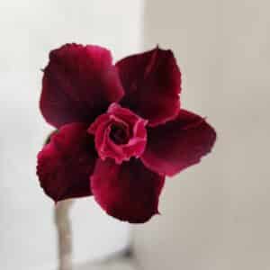 Planta Dobrada 3374 – 35cm – 03 anos