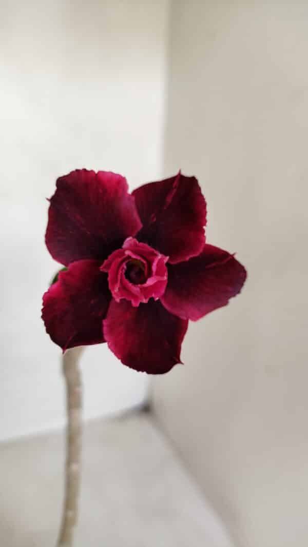 Planta Dobrada 3374 – 35cm – 03 anos - Imagem 1