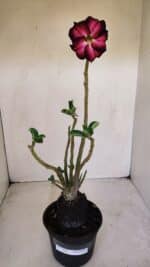 Planta Dobrada 3375 – 35cm – 03 anos - Imagem 2