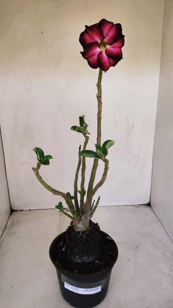 Planta Dobrada 3375 – 35cm – 03 anos - Imagem 2