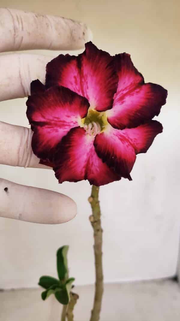 Planta Dobrada 3375 – 35cm – 03 anos - Imagem 1