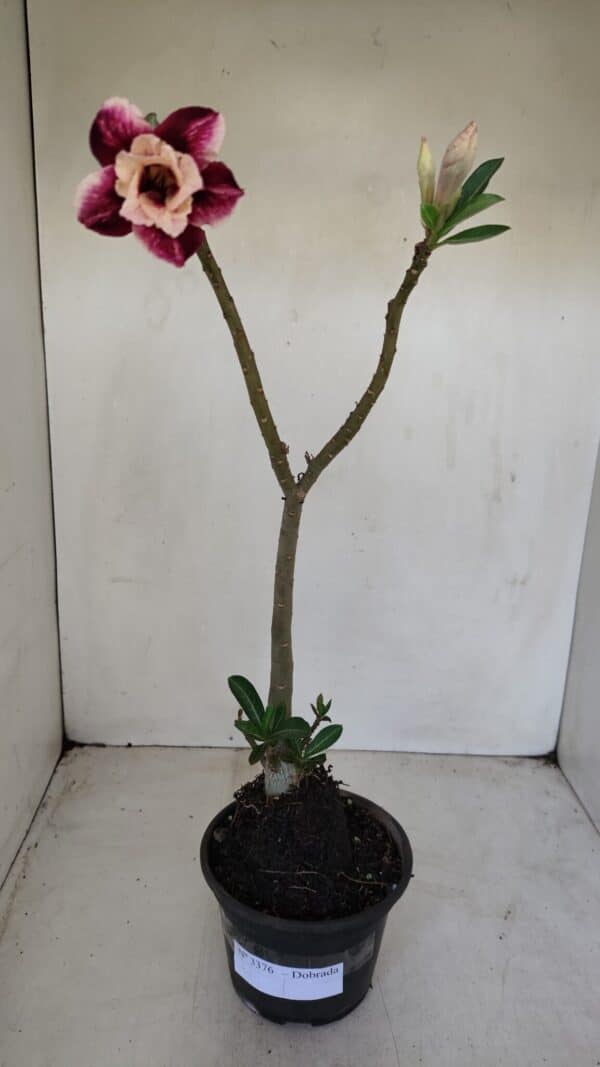 Planta Dobrada 3376 – 35cm – 03 anos - Imagem 2