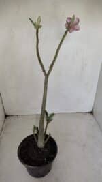 Planta Dobrada 3376 – 35cm – 03 anos - Imagem 6