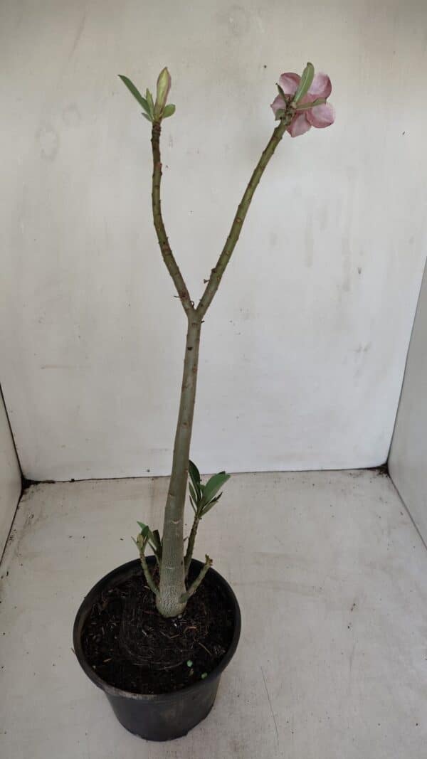 Planta Dobrada 3376 – 35cm – 03 anos - Imagem 6
