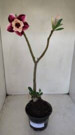 Planta Dobrada 3376 – 35cm – 03 anos - Imagem 5