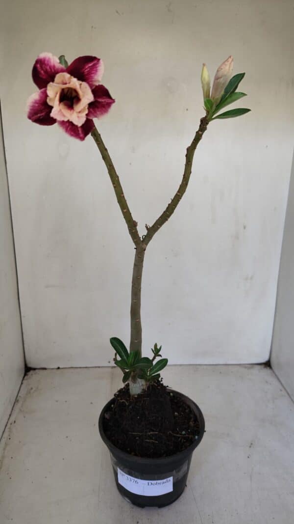 Planta Dobrada 3376 – 35cm – 03 anos - Imagem 5