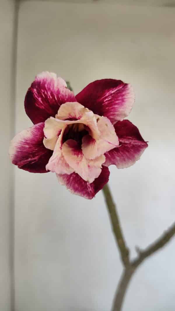 Planta Dobrada 3376 – 35cm – 03 anos - Imagem 1