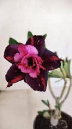 Planta Dobrada 3377 – 35cm – 03 anos