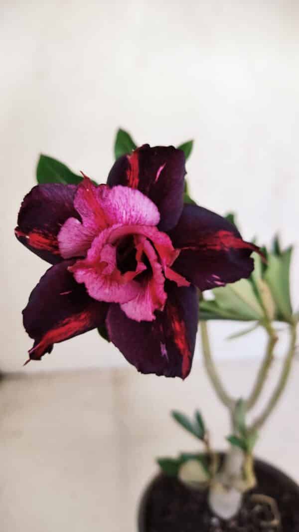 Planta Dobrada 3377 – 35cm – 03 anos - Imagem 1