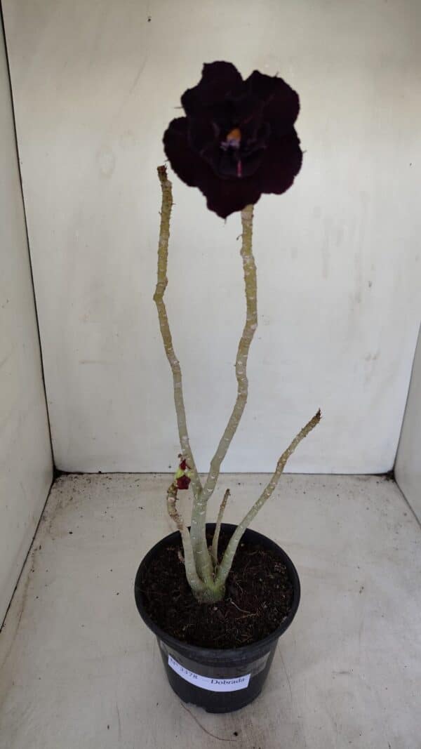 Planta Dobrada 3378 – 35cm – 03 anos - Imagem 2