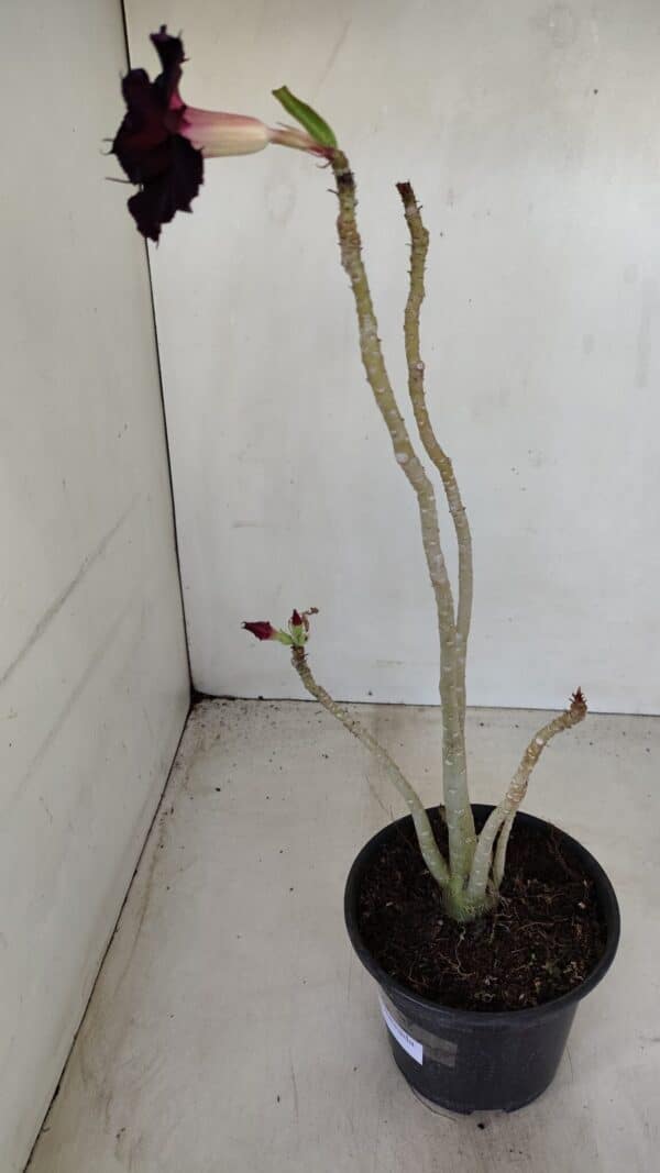 Planta Dobrada 3378 – 35cm – 03 anos - Imagem 7