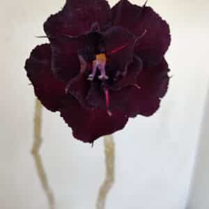 Planta Dobrada 3378 – 35cm – 03 anos