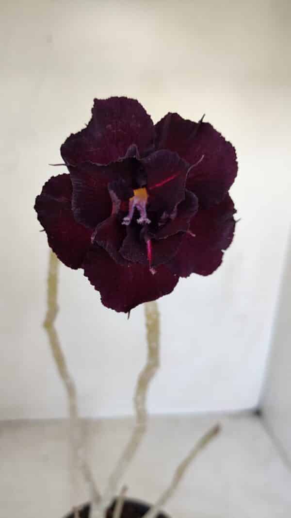 Planta Dobrada 3378 – 35cm – 03 anos - Imagem 1
