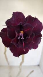 Planta Dobrada 3378 – 35cm – 03 anos - Imagem 5