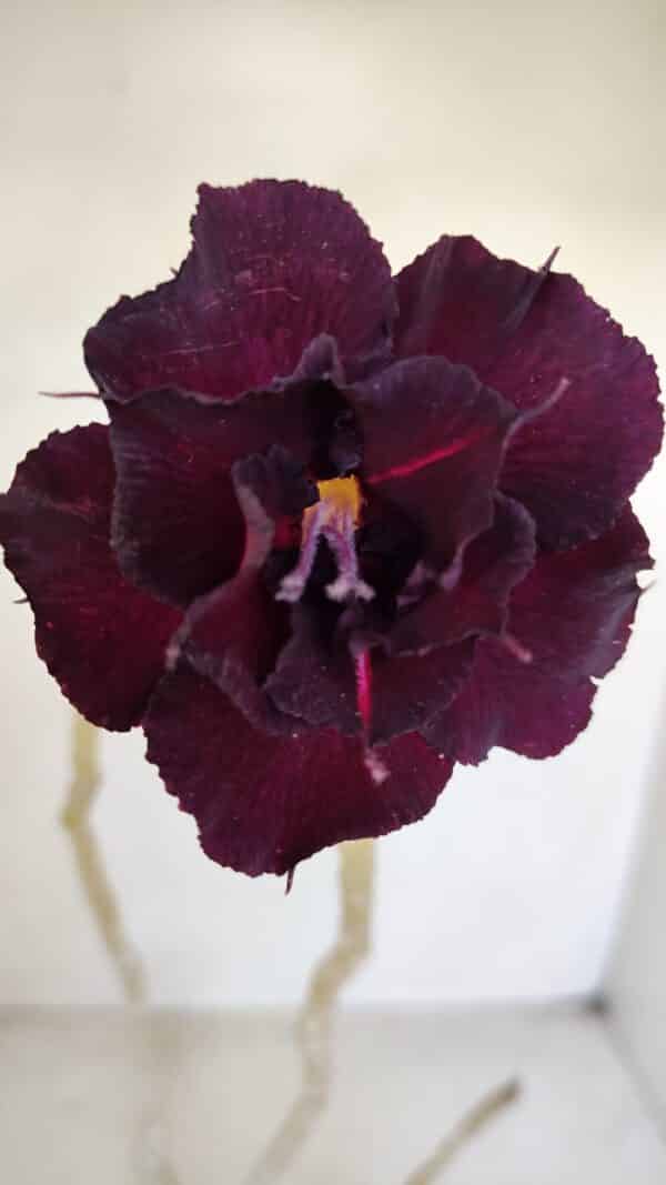 Planta Dobrada 3378 – 35cm – 03 anos - Imagem 5