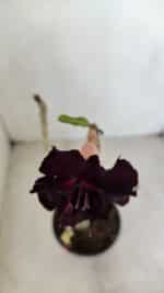 Planta Dobrada 3378 – 35cm – 03 anos - Imagem 4
