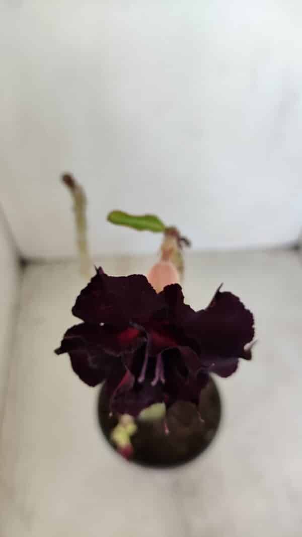 Planta Dobrada 3378 – 35cm – 03 anos - Imagem 4