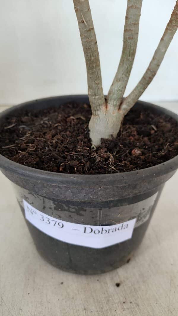 Planta Dobrada 3379 – 30cm – 02 anos - Imagem 6
