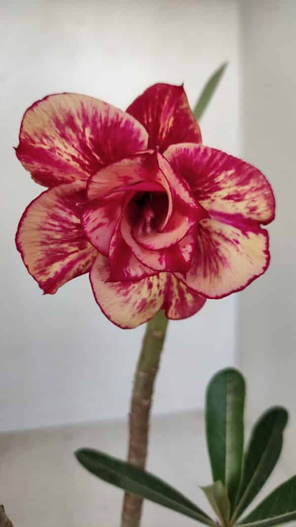 Planta Dobrada 3379 – 30cm – 02 anos - Imagem 1