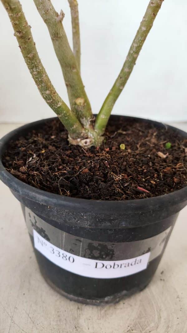 Planta Dobrada 3380 – 30cm – 02 anos - Imagem 7