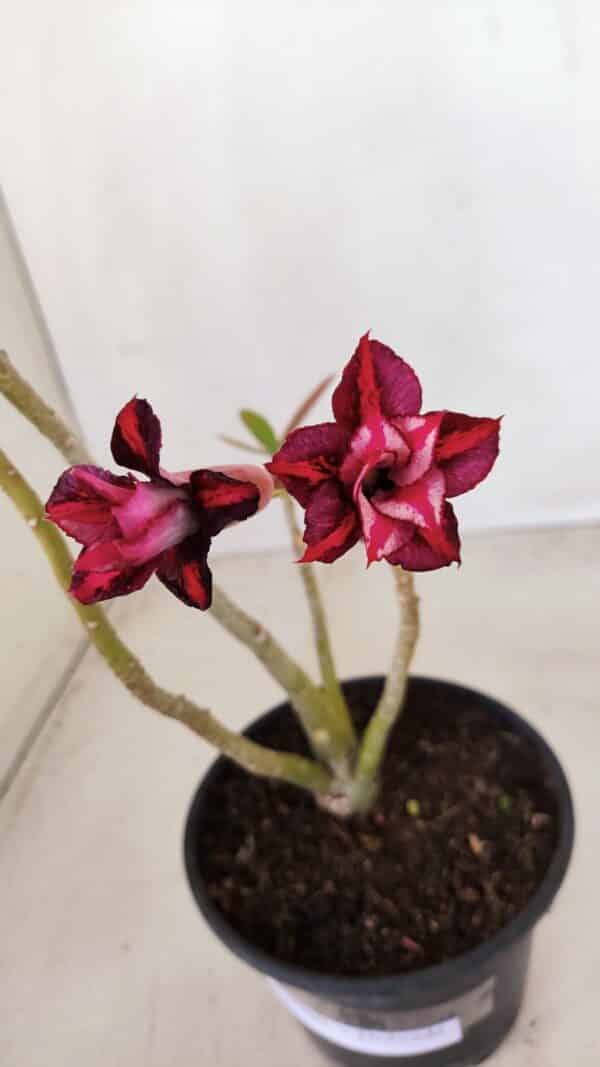 Planta Dobrada 3380 – 30cm – 02 anos - Imagem 4