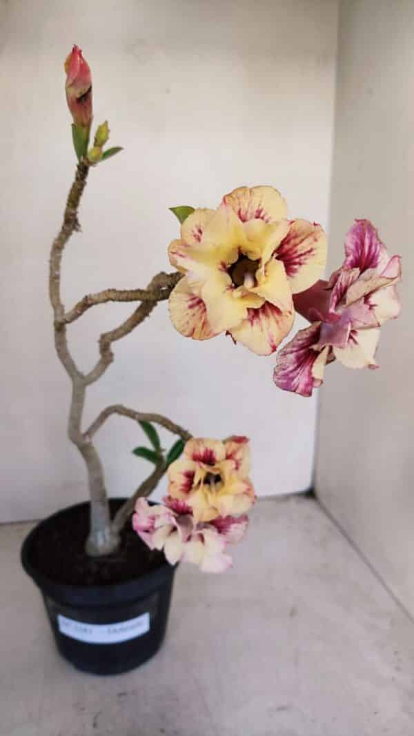 Planta Dobrada 3381 – 35cm – 03 anos - Imagem 1