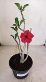 Planta Dobrada 3382 – 30cm – 02 anos - Imagem 2