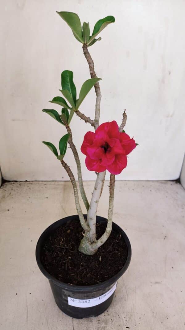 Planta Dobrada 3382 – 30cm – 02 anos - Imagem 2