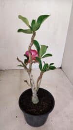 Planta Dobrada 3382 – 30cm – 02 anos - Imagem 6