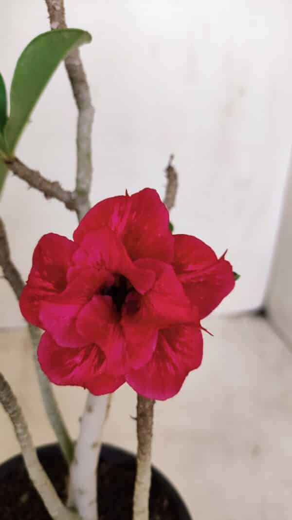 Planta Dobrada 3382 – 30cm – 02 anos - Imagem 1