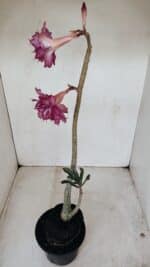 Planta Dobrada 3383 – 40cm – 03 anos - Imagem 7
