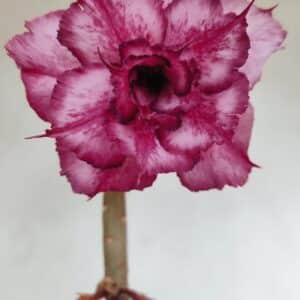 Planta Dobrada 3383 – 40cm – 03 anos