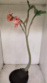 Planta Dobrada 3384 – 50cm – 04 anos - Imagem 7