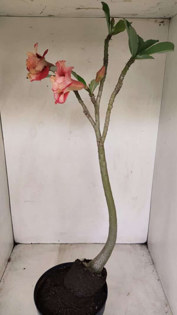 Planta Dobrada 3384 – 50cm – 04 anos - Imagem 7