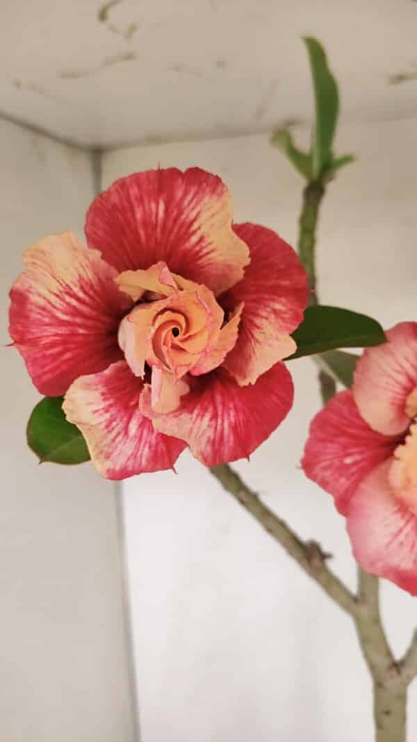 Planta Dobrada 3384 – 50cm – 04 anos - Imagem 1