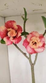 Planta Dobrada 3384 – 50cm – 04 anos - Imagem 4