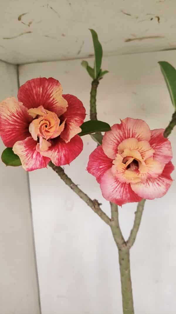 Planta Dobrada 3384 – 50cm – 04 anos - Imagem 4